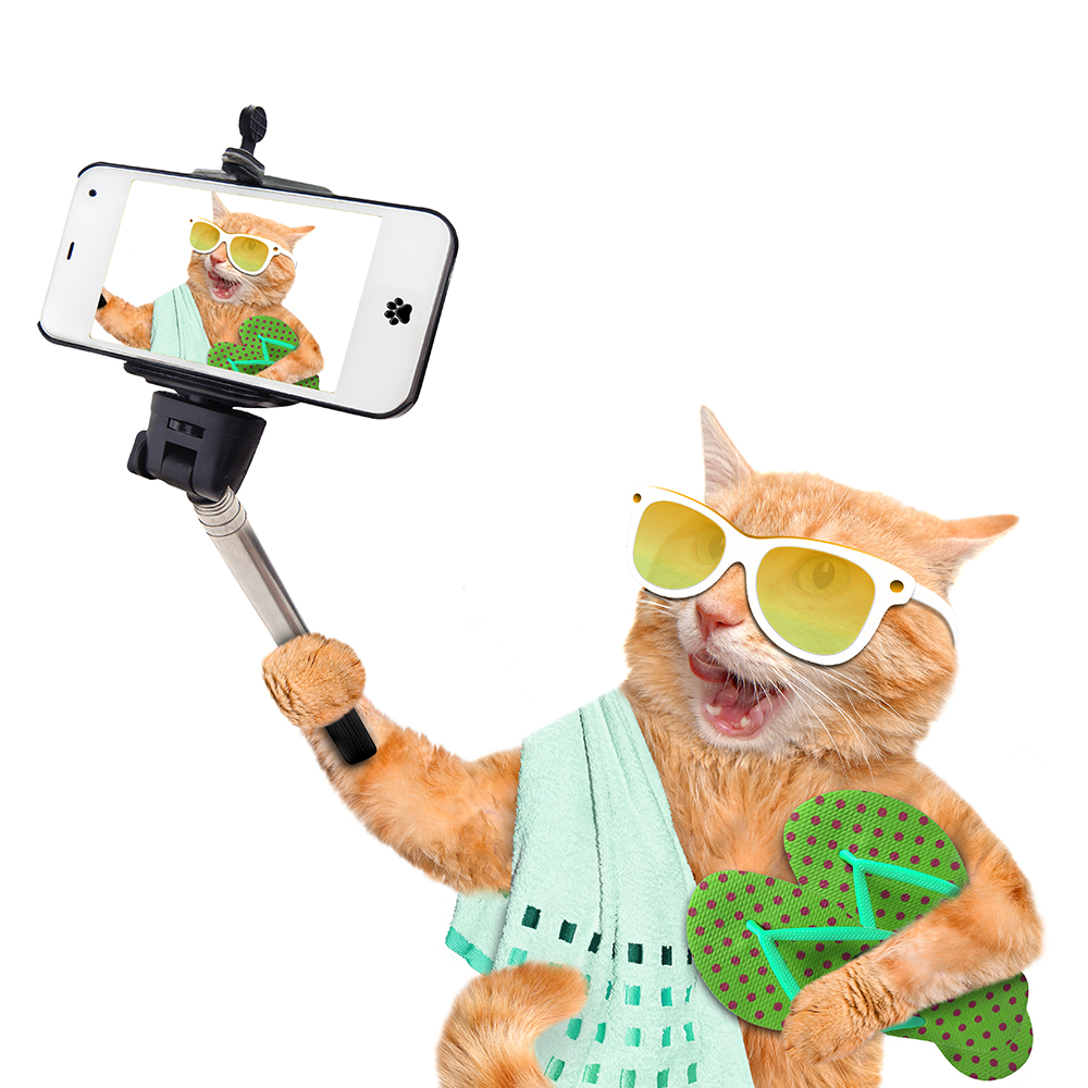 Cat taking a selfie with a smartphone